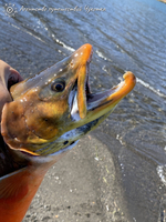 Озеро Майниц - жемчужина Чукотки (август - сентябрь)