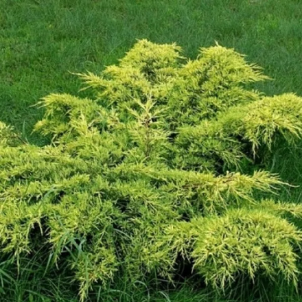 Можжевельник средний Метхот