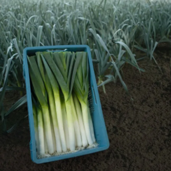 Форрест семена лука порей продукт