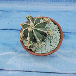 Astrophytum Myriostigma "Hakujo Fukuryu"  (Астрофитум)