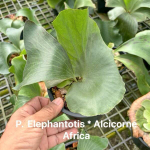 Платицериум P.ELEPHANTOTIS x ALCICORNE AFRICA (H84)