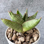 Сансевиерия EILEEN