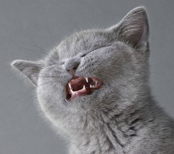 Почему кошка чихает?