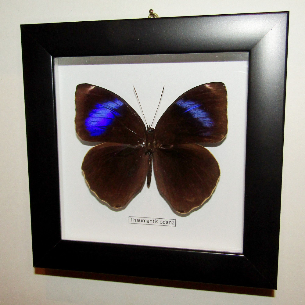 Бабочка Thaumantis odana в рамке