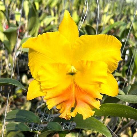 Орхидея ринхолелиокаттлея RLC. HAADYAI DELIGHT