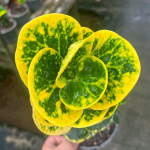 Кротон TUANG THONG