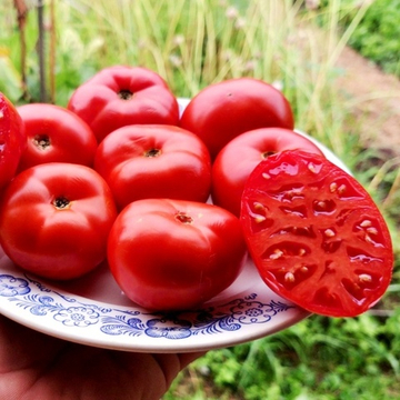 Помидоры Монгольский Карлик - Mongolian Dwarf Tomato