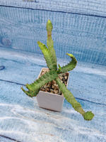 Euphorbia Stellata (Эуфорбия)