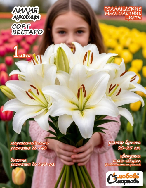 Лилия Луковица, Вестаро, 1 шт