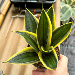 Сансевиерия JADE PAGODA VAR