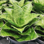 Сансевиерия MAHA NAKHON