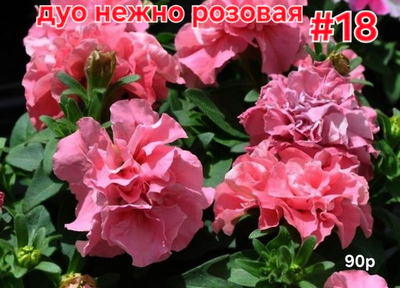 РАССАДА ПЕТУНИИ МАХРОВОЙ ДУО НЕЖНО РОЗОВАЯ № 18