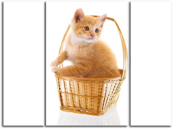 Модульная картина "Кошка в корзинке"