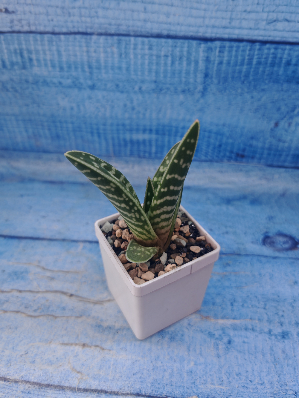 Aloe Variagata