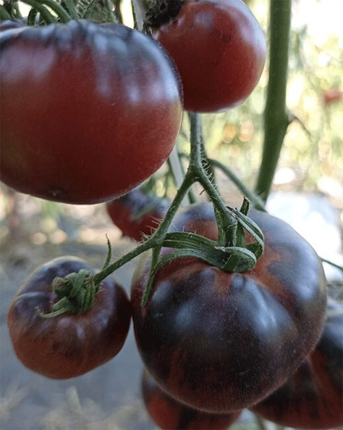 Ла Кадеро La Cadero