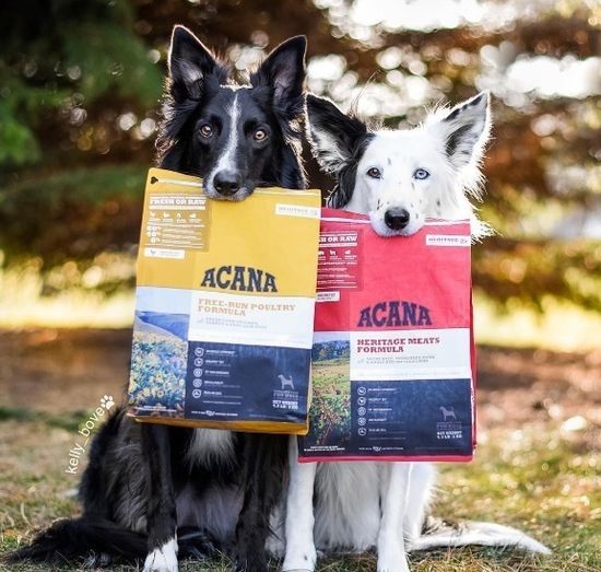 Корма холистики