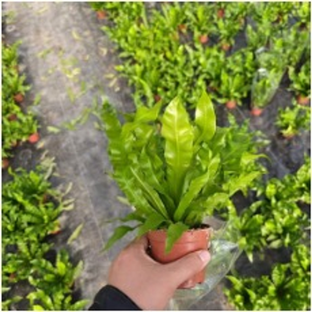 Папоротник Flame Bird's Nest д.9