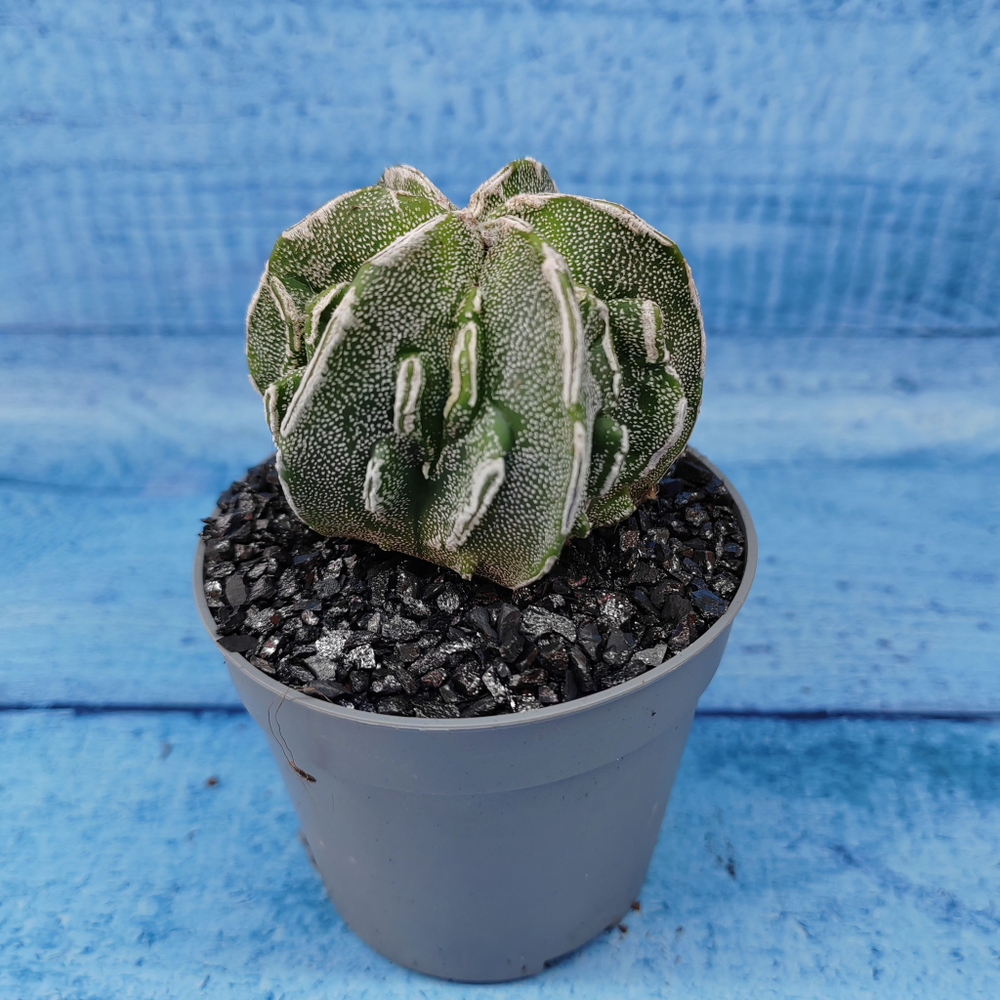 Astrophytum Myriostigma cv. Fukuryu (Астрофитум)