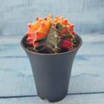 Gymnocalycium Variegata (Гимнокалициум Вариегатный)