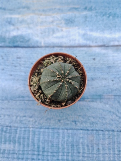 Euphoria Obesa (Эуфорбия)