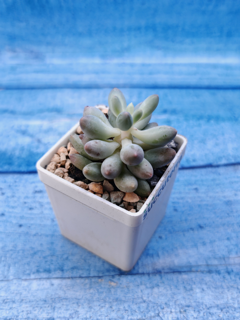 Pachyphytum Baby Finger (Пахифитум)