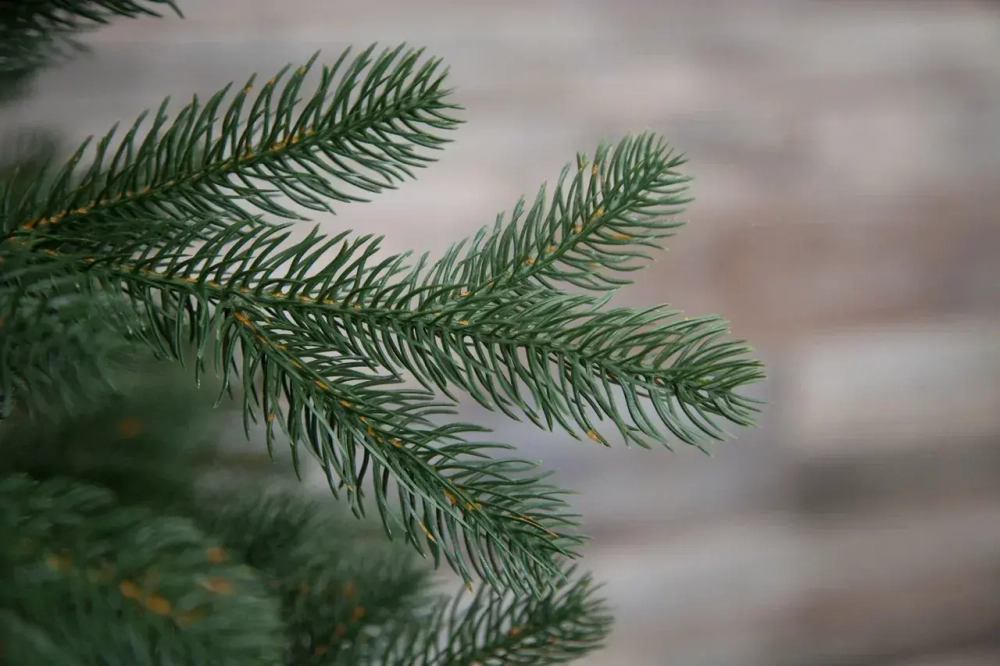 Искусственная елка Швейцарская, 230 см., 100% литая хвоя, Black Box (74538)