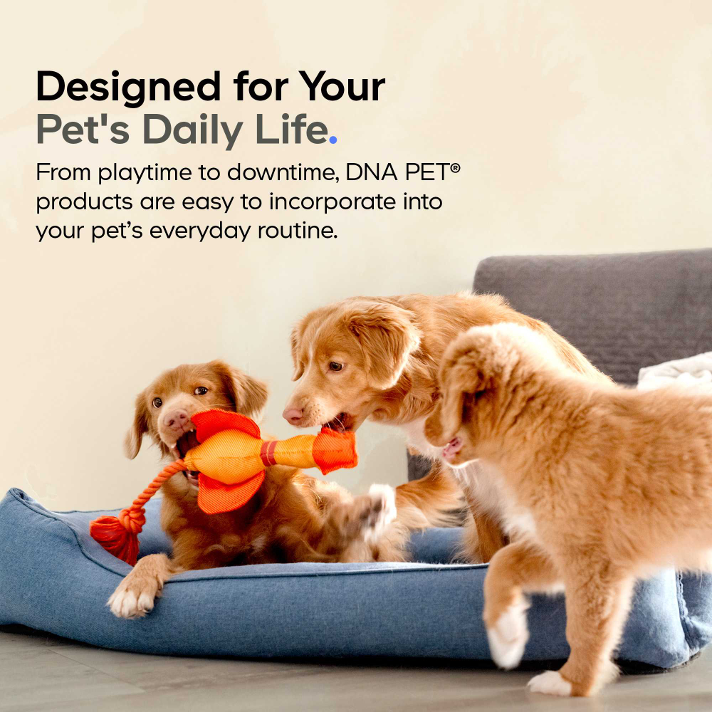 Codeage, DNA Pet, для здоровья органов, формула для нескольких органов и желез, для кошек, 42 г (1,48 унции)