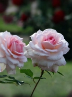 Роза шраб Бремер Штадтмузикантен