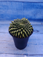 Gymnocalycium Spineless Crested form (Гимнокалициум)