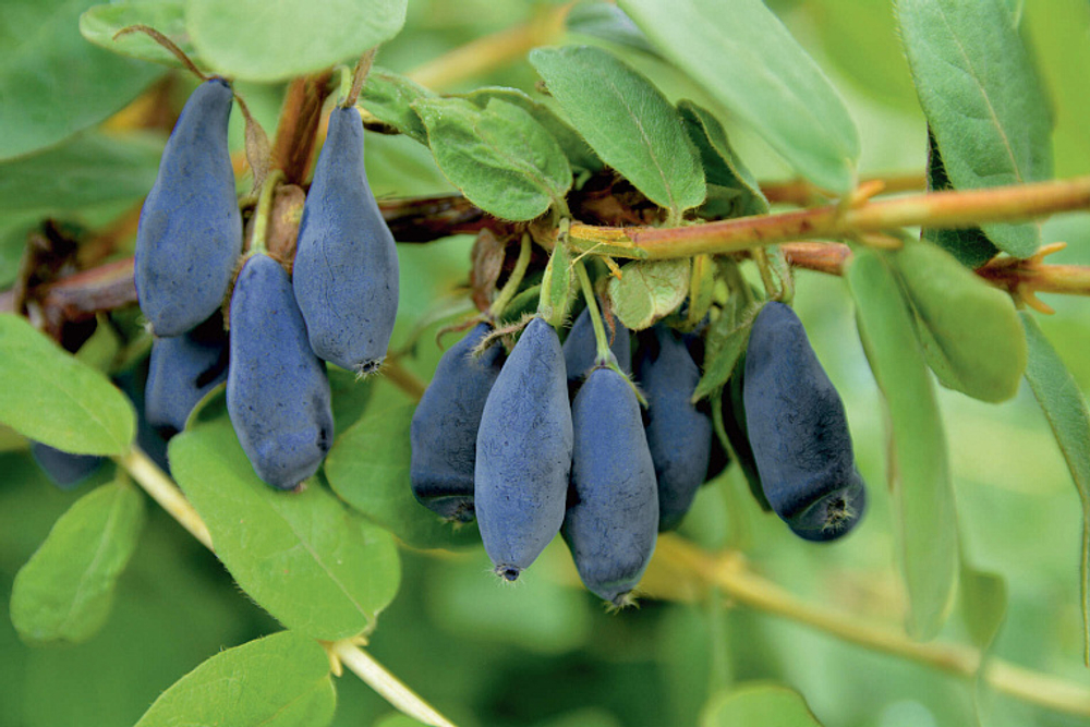 Жимолость Золушка