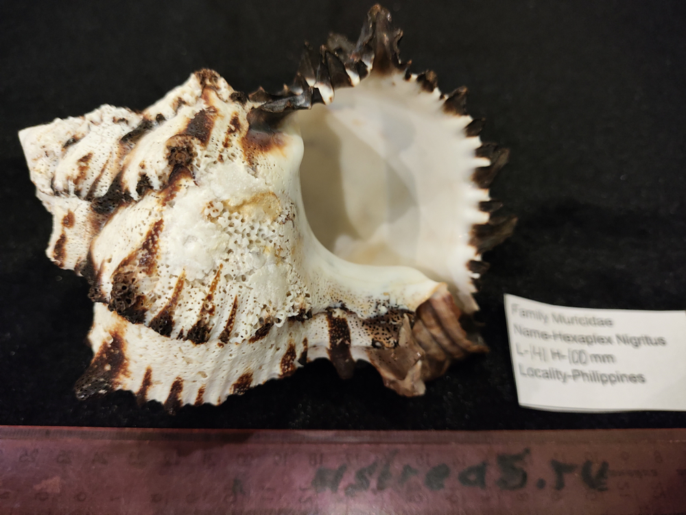 Мурекс Нигритус "110-155мм"