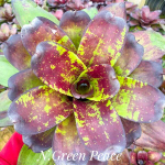 Неорегелия GREEN PEACE (T103)