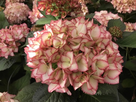 Samba Fire/Самба Файер (Стандарт поставки Р9)2025г.