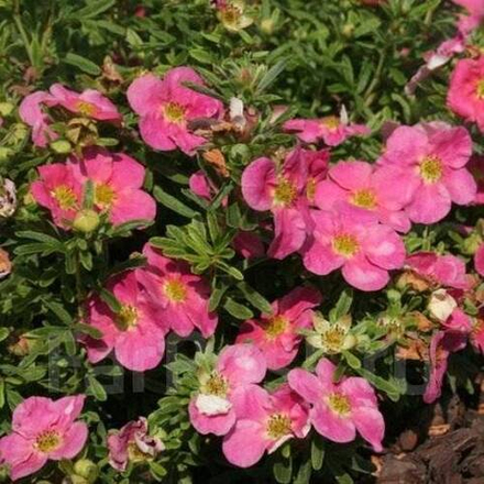 Лапчатка кустарниковая Беллиссима/Хачлисс С2 20-25