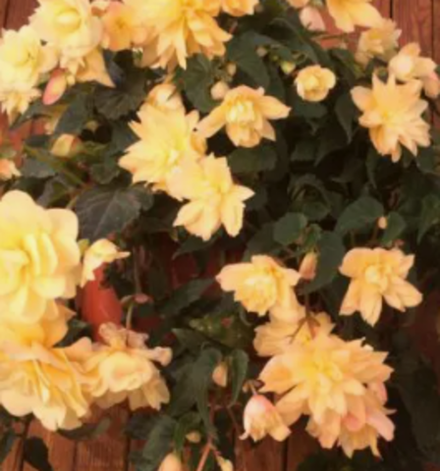 Begonia Belleconia mango ЕВРО укорененный черенок ФЕВРАЛЬ 25