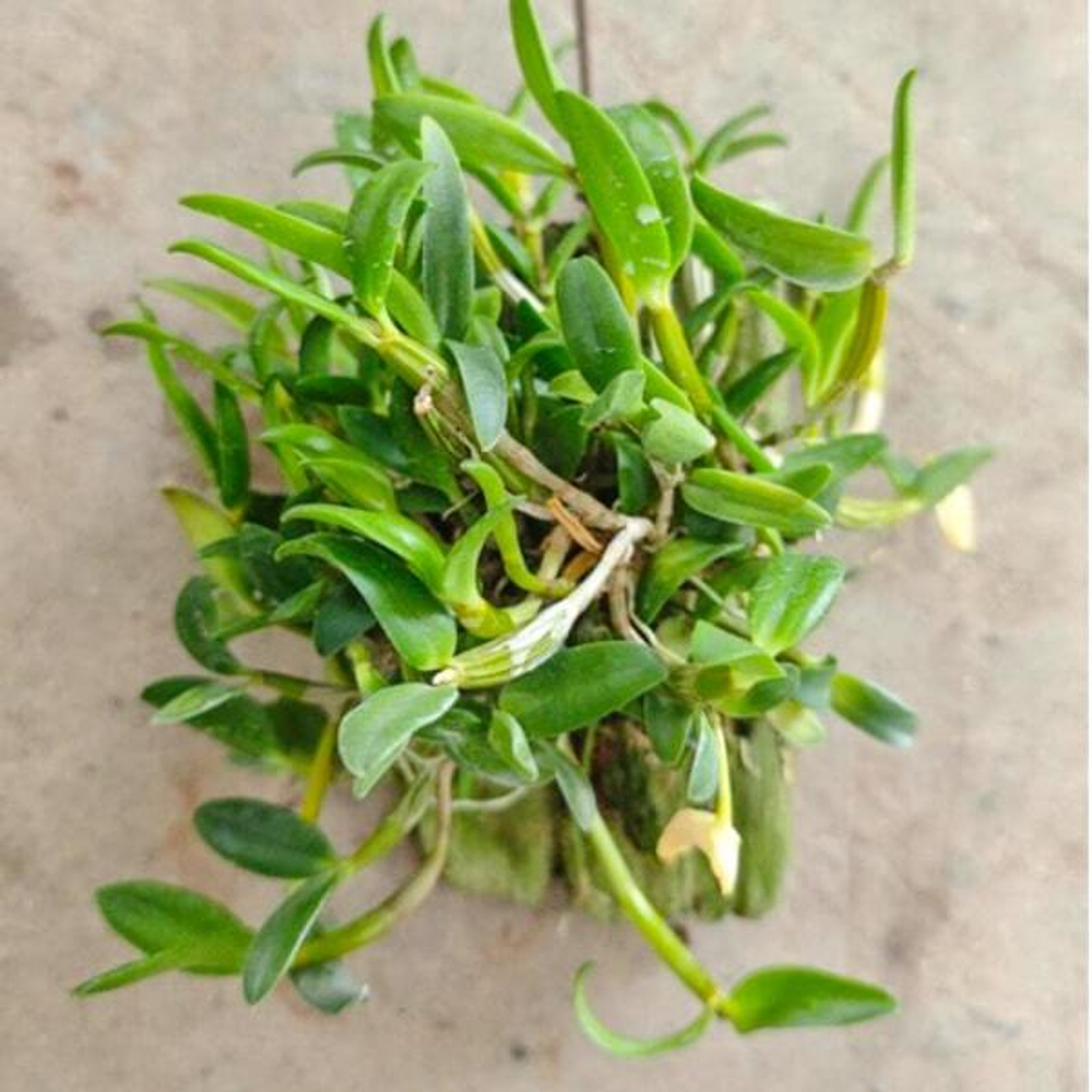 Орхидея DENDROBIUM HYMENANTHUM