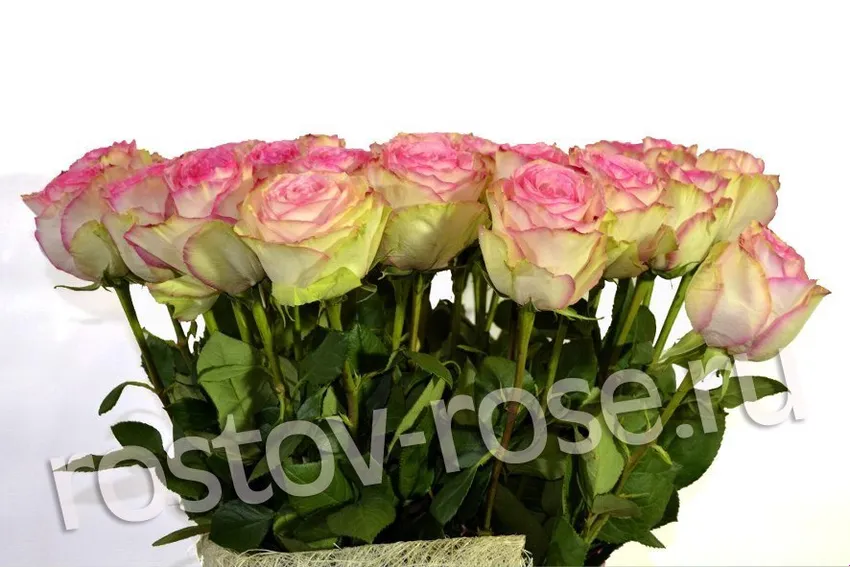 Букет 21 бело-розовая роза (Эквадор)