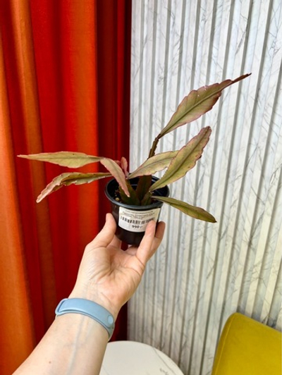 Рипсалис Эллиптика, D9см Н20см, 1шт, Urban Jungle (7143)