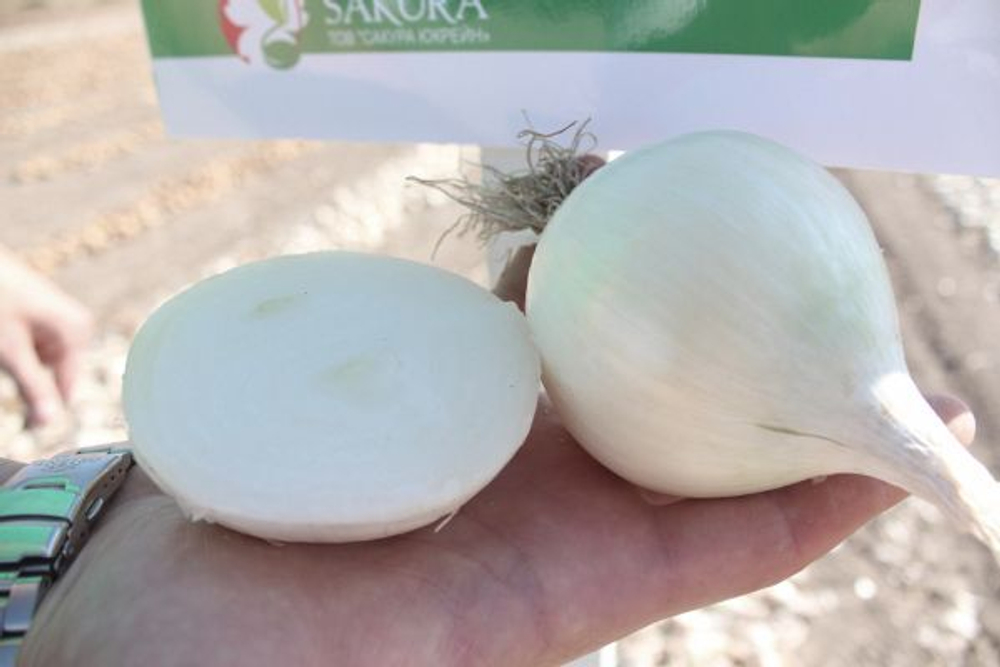 Лук реп. Белло Бланко F1 0,5г ВитаГрин ЭКСТРА