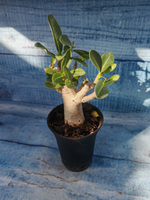 Adenium Baobab (Адениум)