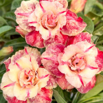 Адениум KN150