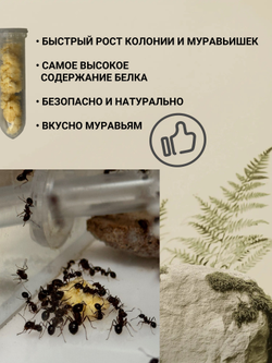 Корм СУПЕРФУД для муравьёв