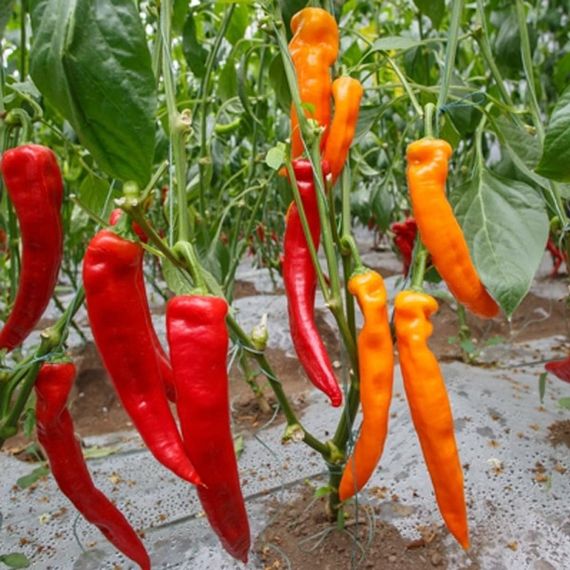 ТАНДЕР_F1_семена_перца_острого_Rijk_Zwaan_продукция