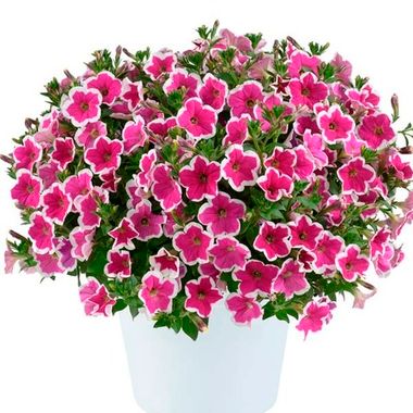 32328 Петуния CAPELLA RIM FUCHSIA (ВЕСНА 2025)