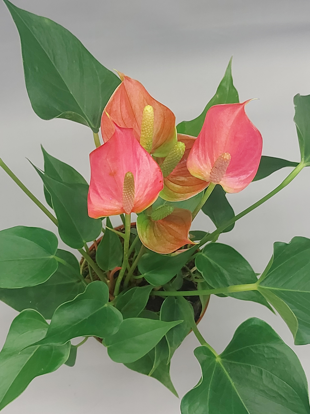 Антуриум Андрианум Чемпион розовый 12/40