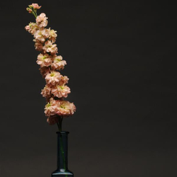 Маттиола Кац Эприкот (50шт) Витагрин Профи