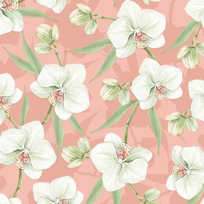 белые цветы орхидеи на розовом фоне