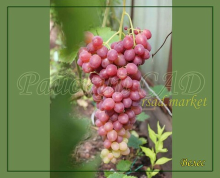 Виноград кишмиш Велес