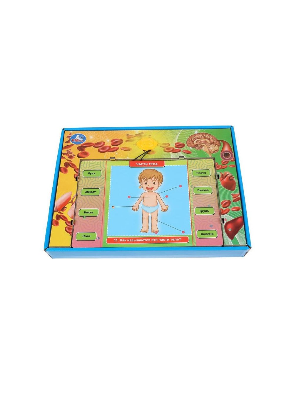 Электровикторина тело человека более 100 вопросов и ответов