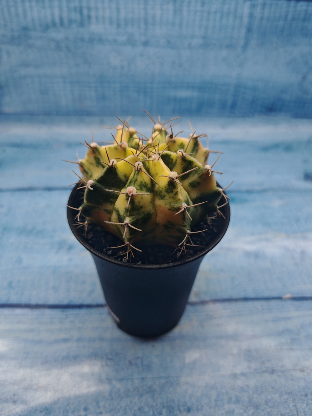 Gymnocalycium Variegata (Гимнокалициум Вариегатный)